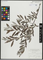 Foto von Salix alba L.